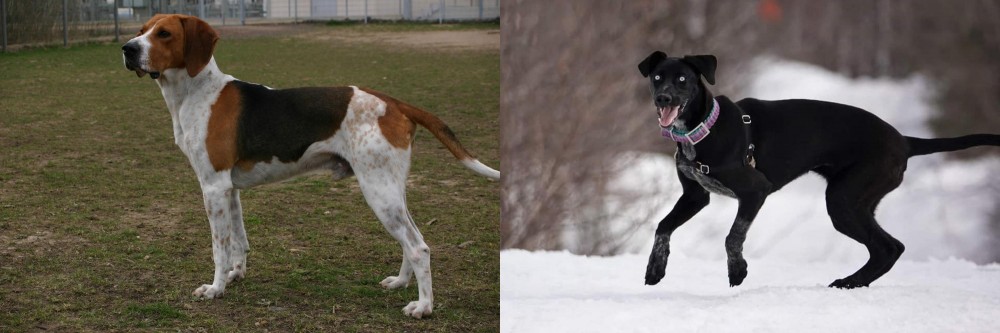 Eurohound vs Anglo-Francais de Petite Venerie - Breed Comparison