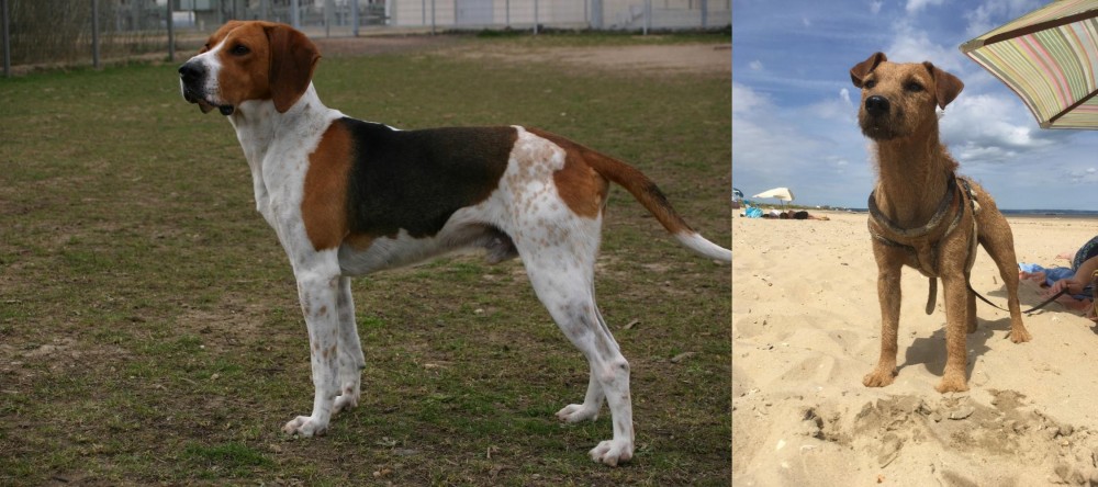 Fell Terrier vs Anglo-Francais de Petite Venerie - Breed Comparison
