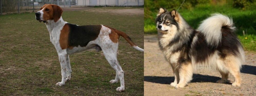 Finnish Lapphund vs Anglo-Francais de Petite Venerie - Breed Comparison