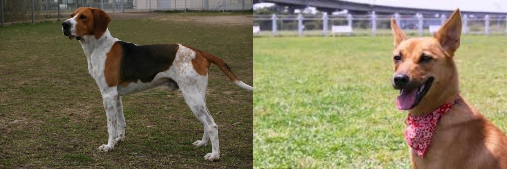 Formosan Mountain Dog vs Anglo-Francais de Petite Venerie - Breed Comparison