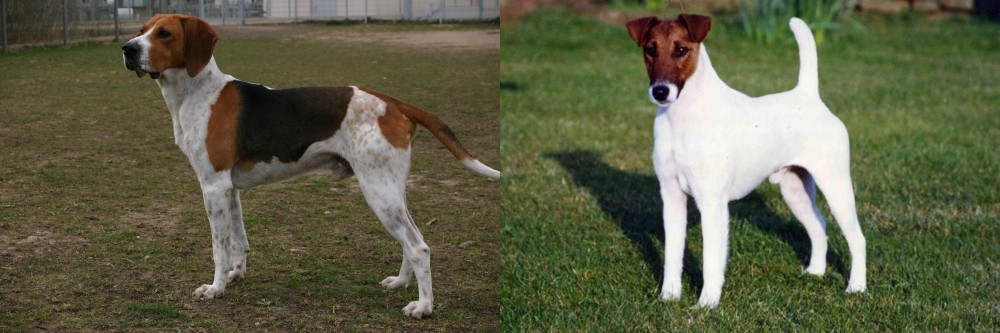 Fox Terrier (Smooth) vs Anglo-Francais de Petite Venerie - Breed Comparison