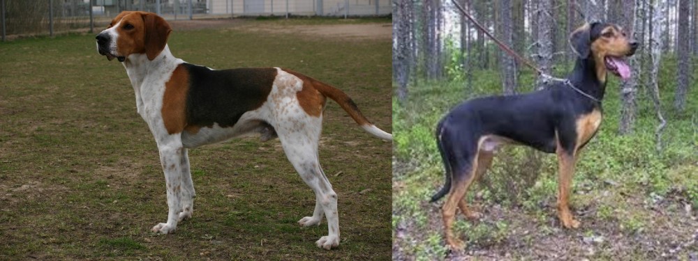 Greek Harehound vs Anglo-Francais de Petite Venerie - Breed Comparison