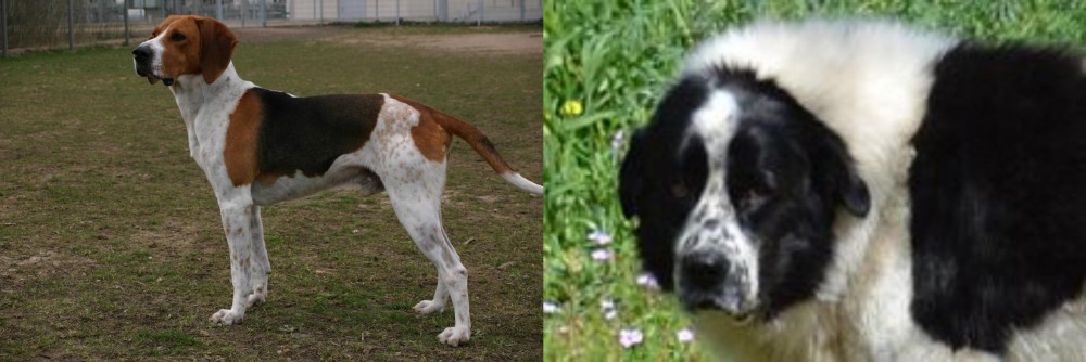 Greek Sheepdog vs Anglo-Francais de Petite Venerie - Breed Comparison