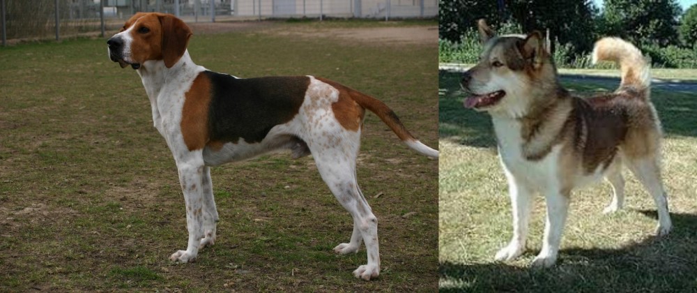 Greenland Dog vs Anglo-Francais de Petite Venerie - Breed Comparison