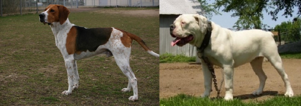 Hermes Bulldogge vs Anglo-Francais de Petite Venerie - Breed Comparison