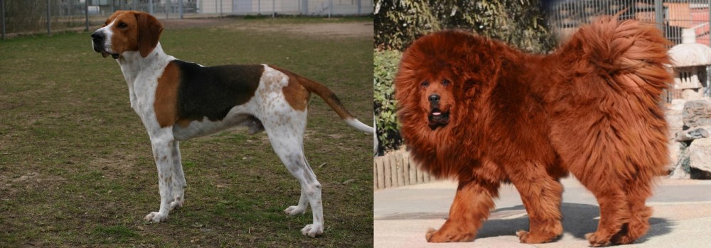 Himalayan Mastiff vs Anglo-Francais de Petite Venerie - Breed Comparison