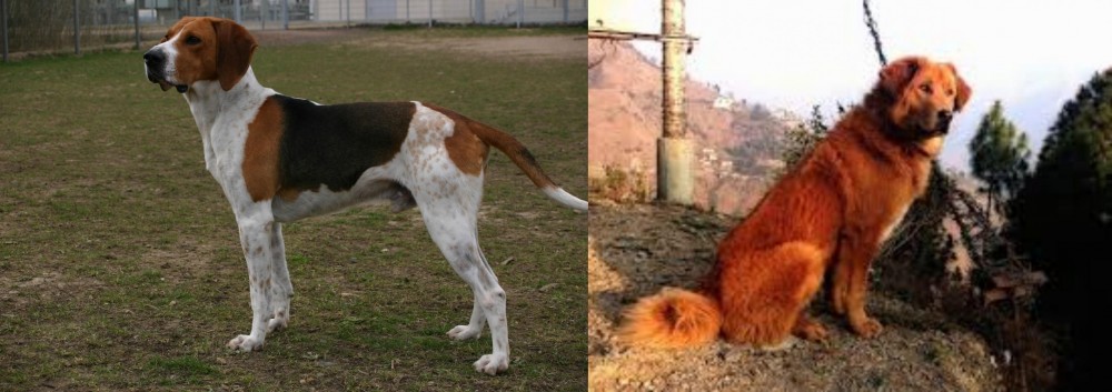 Himalayan Sheepdog vs Anglo-Francais de Petite Venerie - Breed Comparison