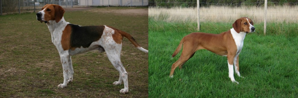 Hygenhund vs Anglo-Francais de Petite Venerie - Breed Comparison