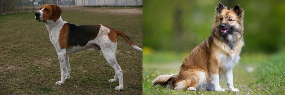 Icelandic Sheepdog vs Anglo-Francais de Petite Venerie - Breed Comparison