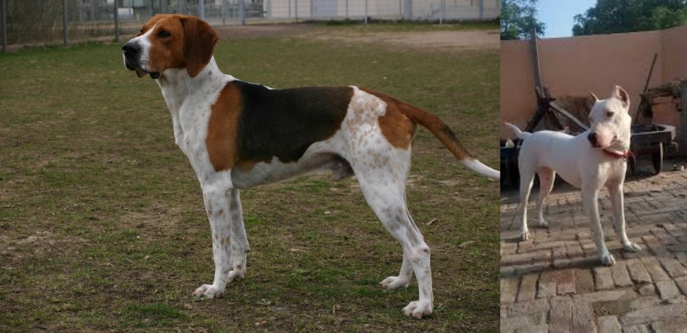 Indian Bull Terrier vs Anglo-Francais de Petite Venerie - Breed Comparison