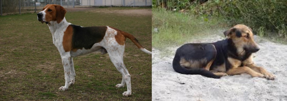 Indian Pariah Dog vs Anglo-Francais de Petite Venerie - Breed Comparison