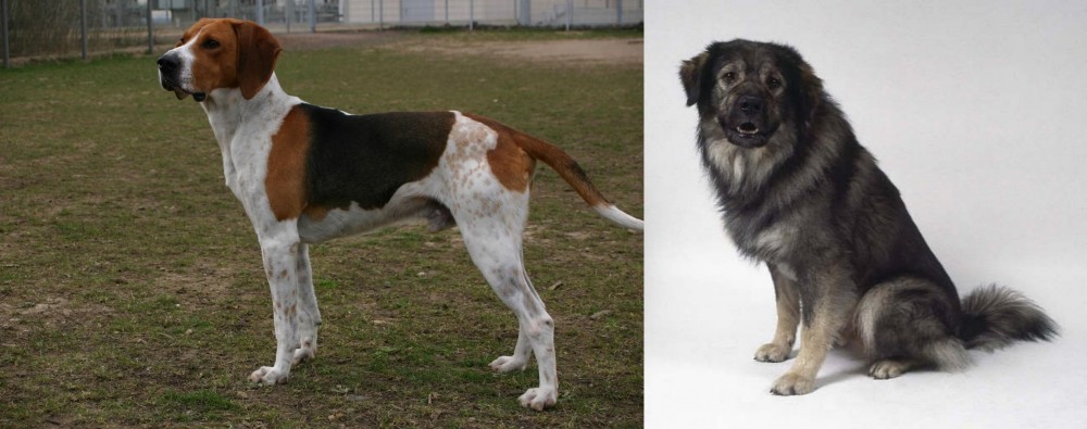 Istrian Sheepdog vs Anglo-Francais de Petite Venerie - Breed Comparison