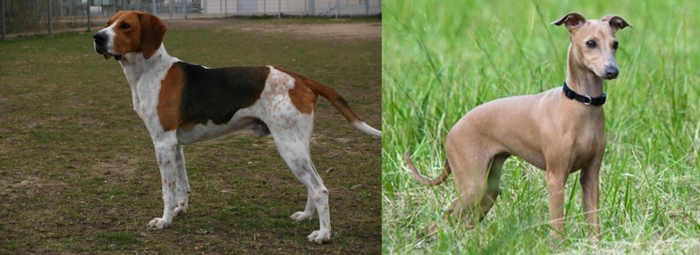 Italian Greyhound vs Anglo-Francais de Petite Venerie - Breed Comparison