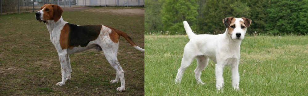 Jack Russell Terrier vs Anglo-Francais de Petite Venerie - Breed Comparison
