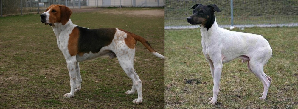 Japanese Terrier vs Anglo-Francais de Petite Venerie - Breed Comparison