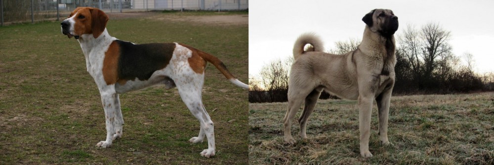 Kangal Dog vs Anglo-Francais de Petite Venerie - Breed Comparison