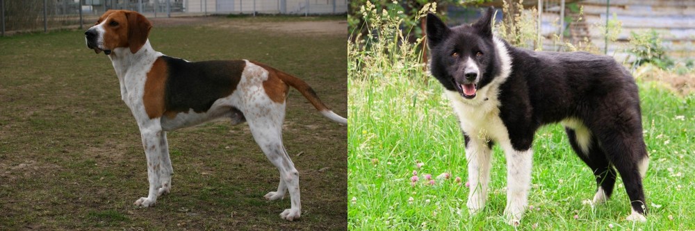 Karelian Bear Dog vs Anglo-Francais de Petite Venerie - Breed Comparison