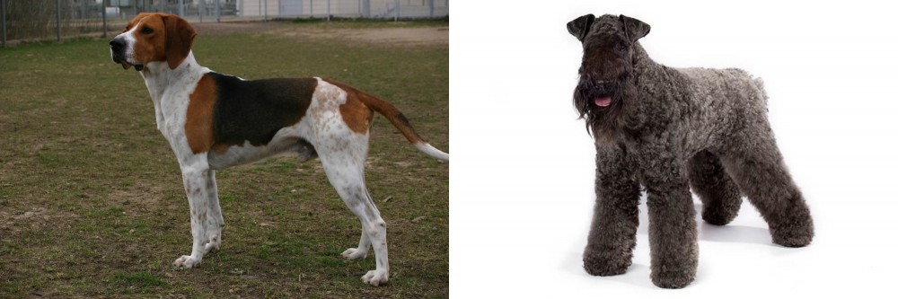 Kerry Blue Terrier vs Anglo-Francais de Petite Venerie - Breed Comparison