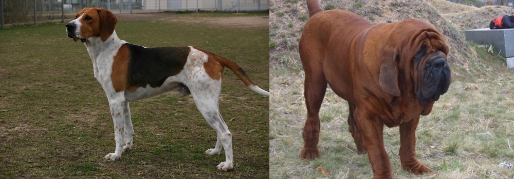 Korean Mastiff vs Anglo-Francais de Petite Venerie - Breed Comparison