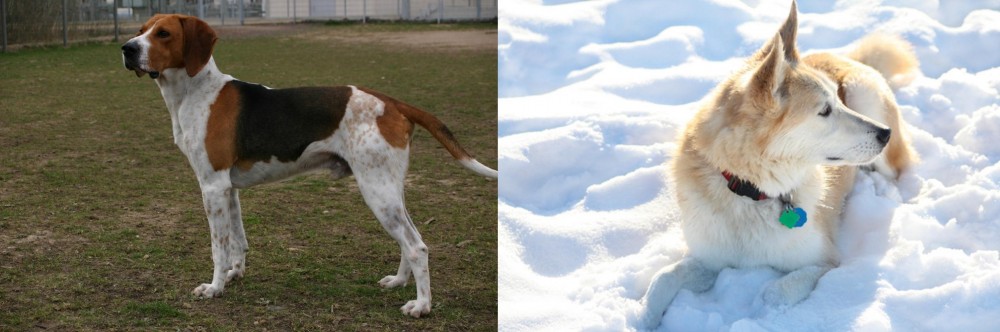 Labrador Husky vs Anglo-Francais de Petite Venerie - Breed Comparison