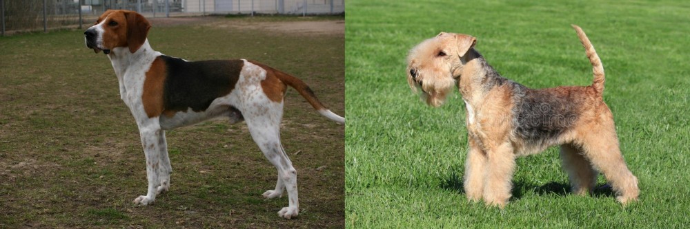 Lakeland Terrier vs Anglo-Francais de Petite Venerie - Breed Comparison