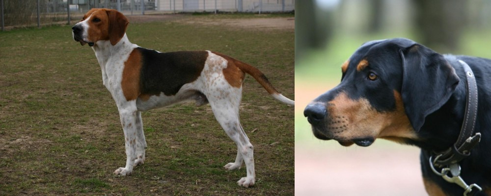 Lithuanian Hound vs Anglo-Francais de Petite Venerie - Breed Comparison