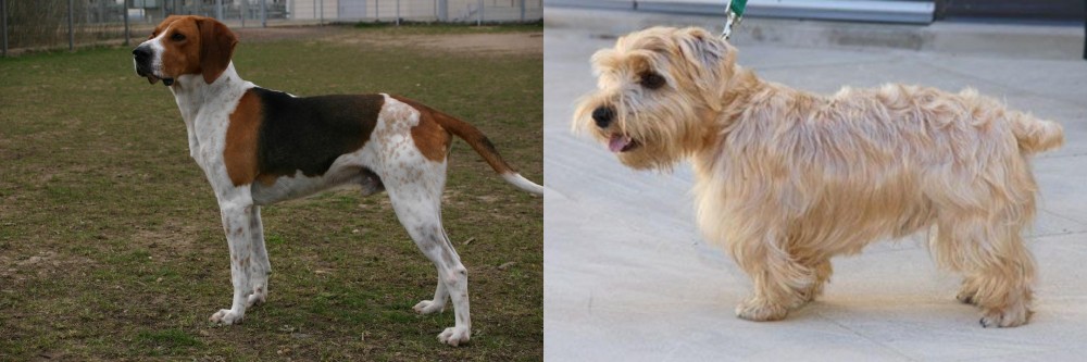 Lucas Terrier vs Anglo-Francais de Petite Venerie - Breed Comparison
