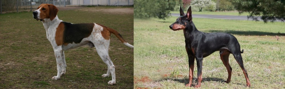 Manchester Terrier vs Anglo-Francais de Petite Venerie - Breed Comparison