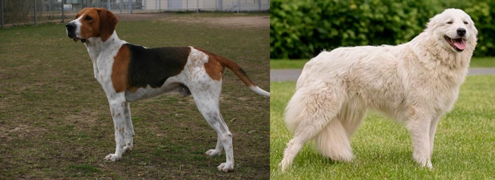 Maremma Sheepdog vs Anglo-Francais de Petite Venerie - Breed Comparison