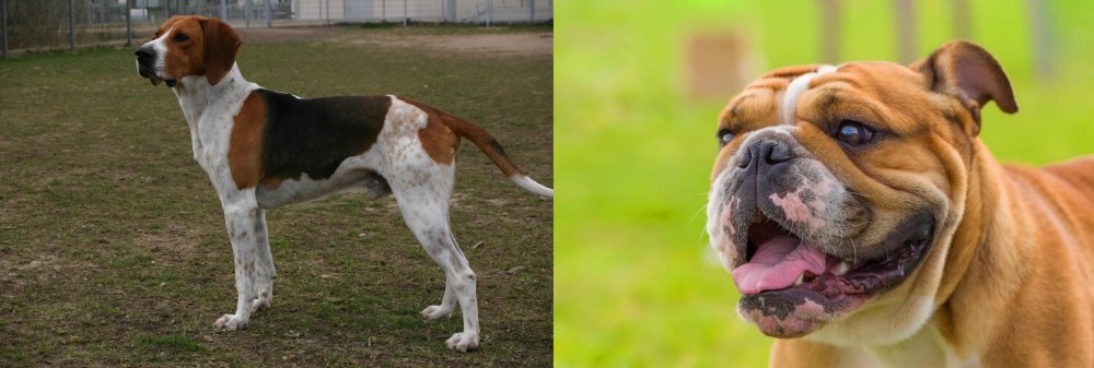 Miniature English Bulldog vs Anglo-Francais de Petite Venerie - Breed Comparison