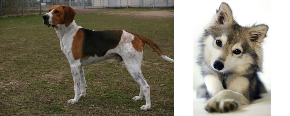 Miniature Siberian Husky vs Anglo-Francais de Petite Venerie - Breed Comparison