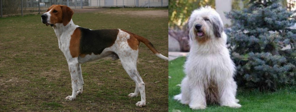 Mioritic Sheepdog vs Anglo-Francais de Petite Venerie - Breed Comparison