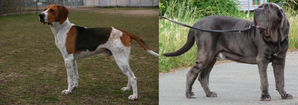 Neapolitan Mastiff vs Anglo-Francais de Petite Venerie - Breed Comparison