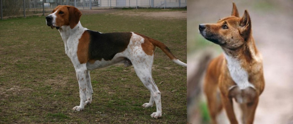New Guinea Singing Dog vs Anglo-Francais de Petite Venerie - Breed Comparison