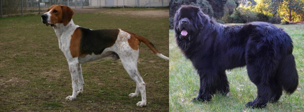 Newfoundland Dog vs Anglo-Francais de Petite Venerie - Breed Comparison