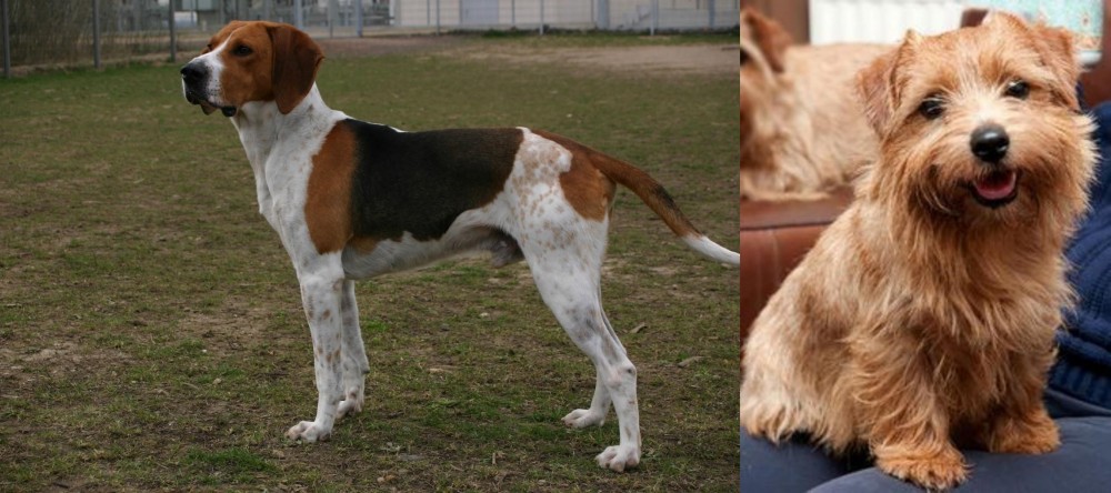 Norfolk Terrier vs Anglo-Francais de Petite Venerie - Breed Comparison