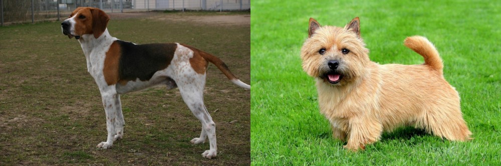 Norwich Terrier vs Anglo-Francais de Petite Venerie - Breed Comparison
