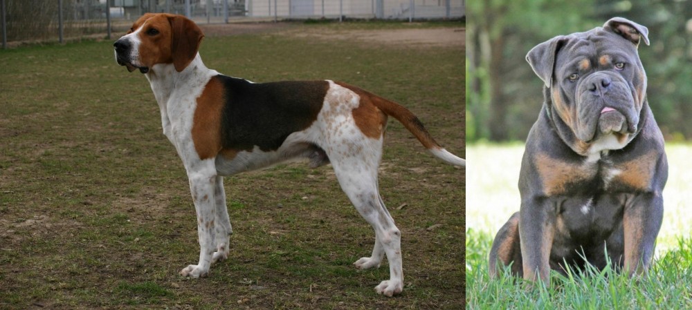 Olde English Bulldogge vs Anglo-Francais de Petite Venerie - Breed Comparison