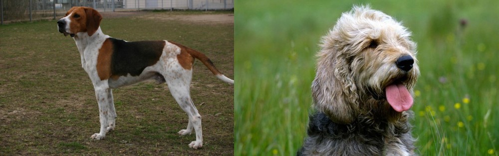 Otterhound vs Anglo-Francais de Petite Venerie - Breed Comparison