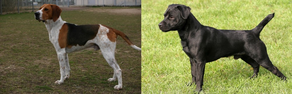 Patterdale Terrier vs Anglo-Francais de Petite Venerie - Breed Comparison
