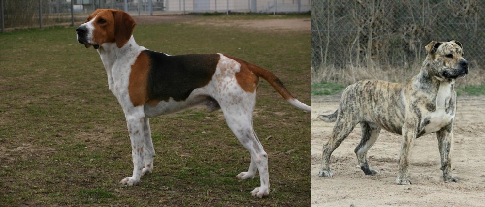 Perro de Presa Mallorquin vs Anglo-Francais de Petite Venerie - Breed Comparison