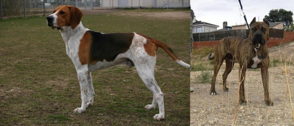 Perro de Toro vs Anglo-Francais de Petite Venerie - Breed Comparison