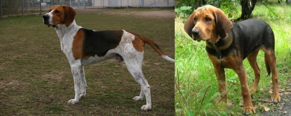 Polish Hound vs Anglo-Francais de Petite Venerie - Breed Comparison