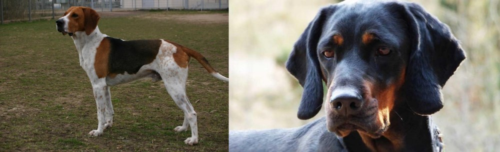 Polish Hunting Dog vs Anglo-Francais de Petite Venerie - Breed Comparison