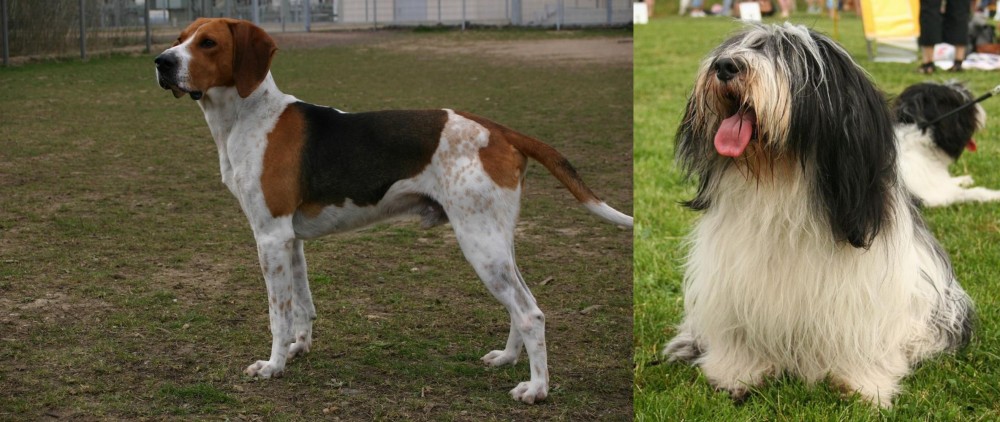Polish Lowland Sheepdog vs Anglo-Francais de Petite Venerie - Breed Comparison
