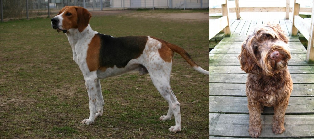 Portuguese Water Dog vs Anglo-Francais de Petite Venerie - Breed Comparison