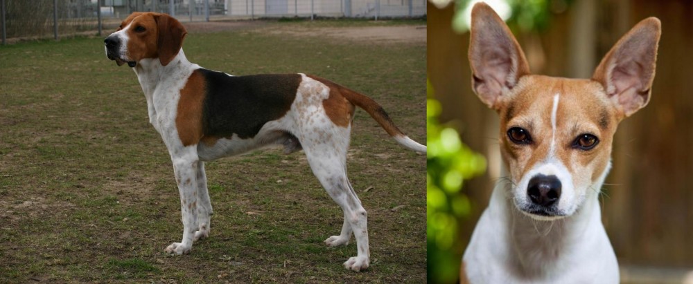 Rat Terrier vs Anglo-Francais de Petite Venerie - Breed Comparison