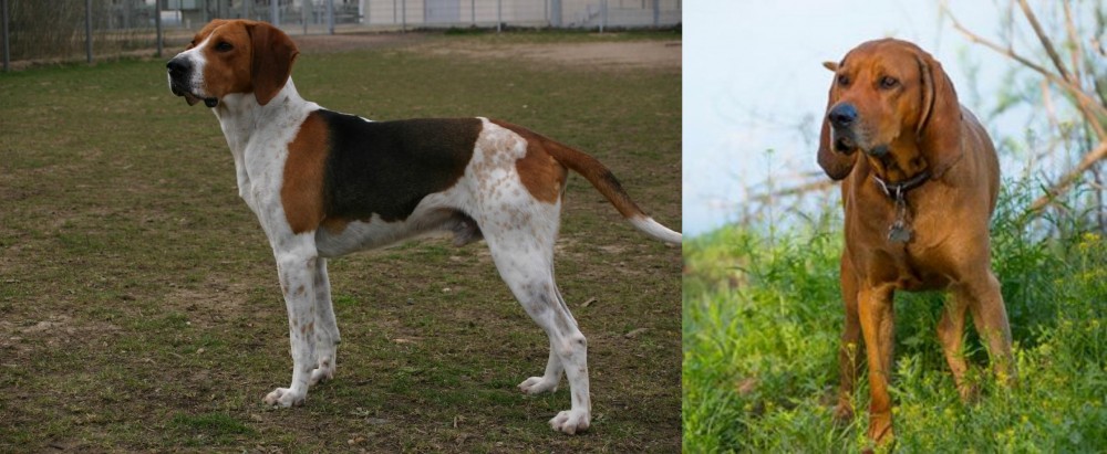 Redbone Coonhound vs Anglo-Francais de Petite Venerie - Breed Comparison