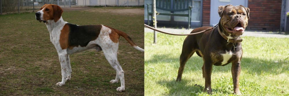 Renascence Bulldogge vs Anglo-Francais de Petite Venerie - Breed Comparison