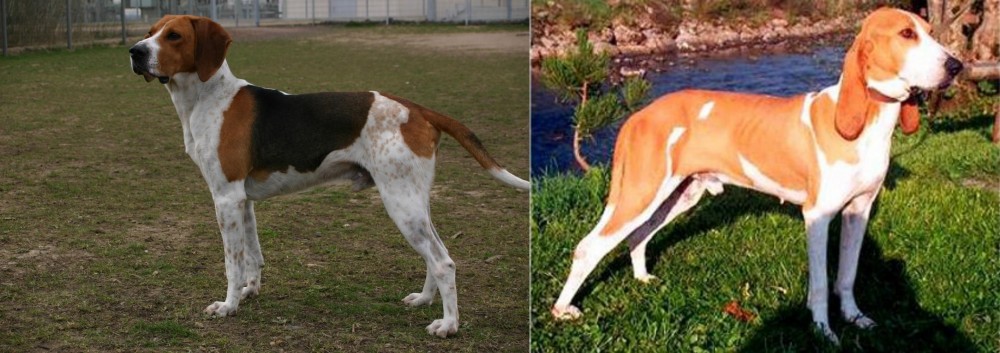 Schweizer Laufhund vs Anglo-Francais de Petite Venerie - Breed Comparison